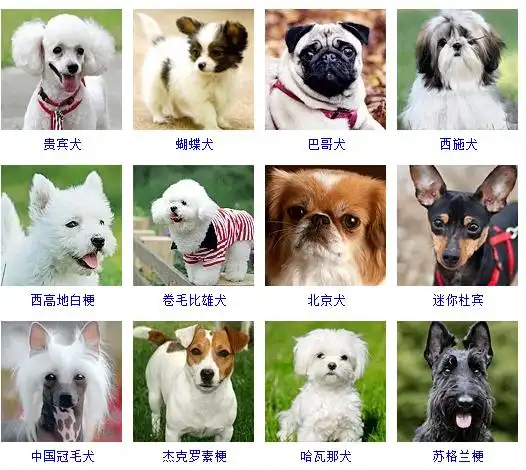 小型犬的品种及图片