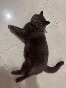 因为家里原因不能养猫了,蓝猫和加菲的混血咪咪,疫苗齐全,已经