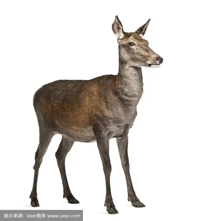 白色背景前的雌马鹿