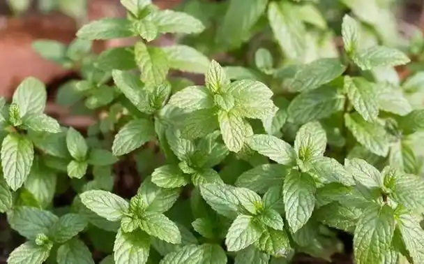 薄荷三种人不宜吃-知画百科