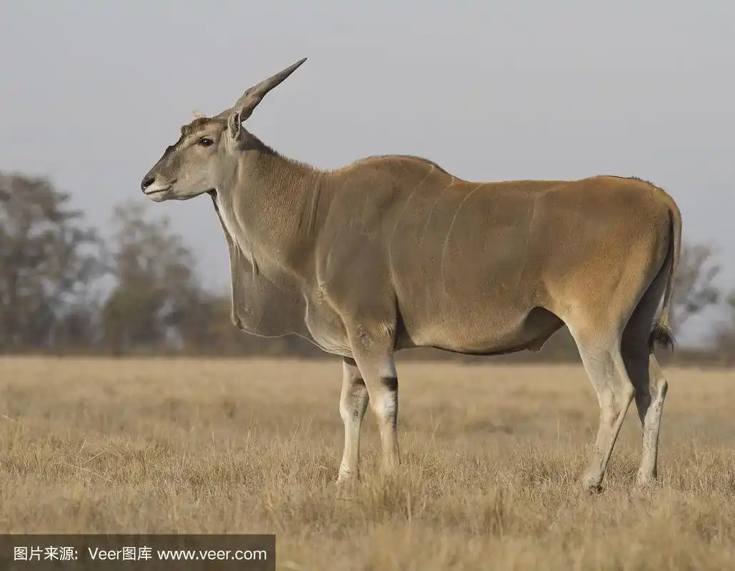 奥森尼草原上的雄性大羚羊.