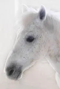 白马的枪口模糊背景下的白马头侧面图照片