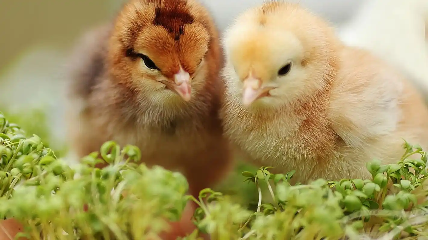 孵化出壳的小鸡高清桌面壁纸