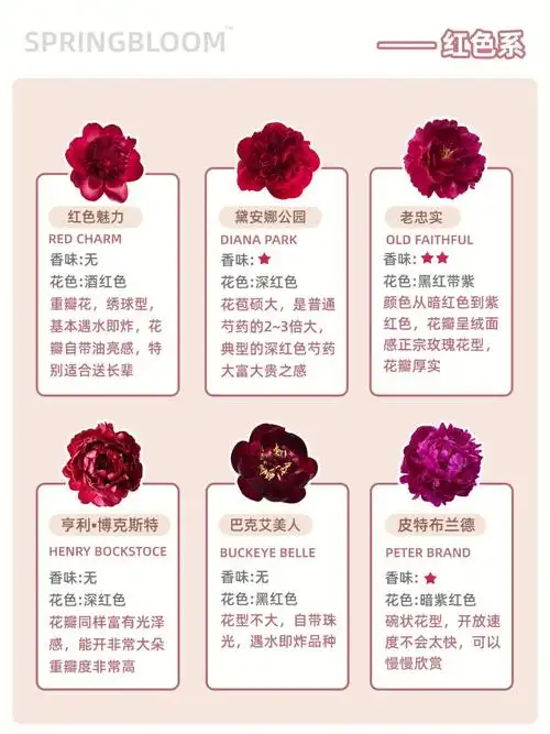 芍药入坑必看最值得购买芍药全在这