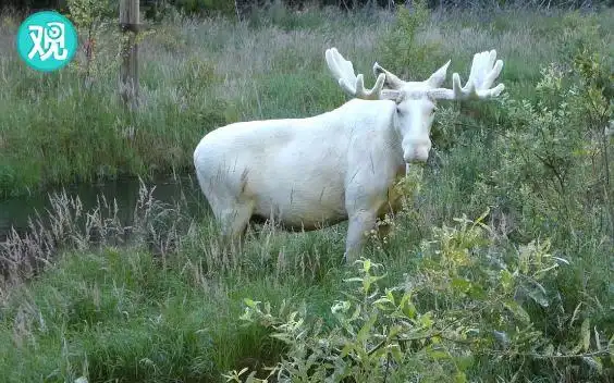 【罕见的白色森林之王】外国网友拍到野生的白色驼鹿