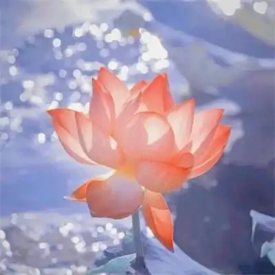 超火的荷花头像72张 中年老年人专用清心荷花精美图片头像_植物头像