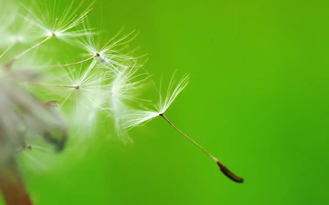 精选蒲公英图片高清电脑壁纸高清大图预览1920x1200_植物壁纸下载_美