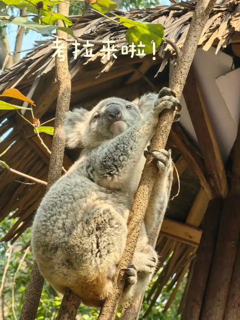 和睡神的世界! 睡觉才是全部! 吃东西只是 - 抖音