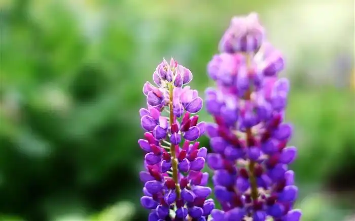 紫色的花-自然植物壁纸 预览