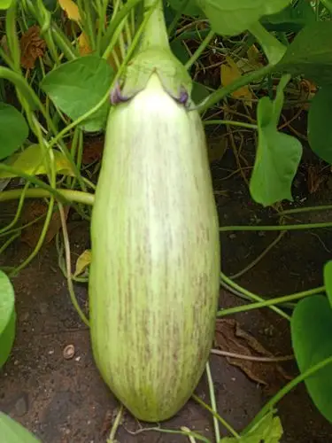 硕大的面包茄子