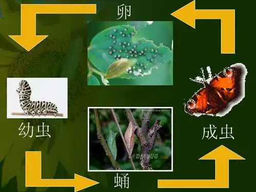 新人教版生物七年级下 第7单元 第1章第2节 昆虫的生殖和发育参考课件