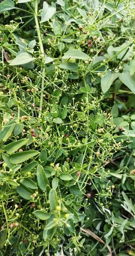 日月峡中草药973茜草6