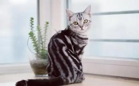 美国短毛猫好养活吗