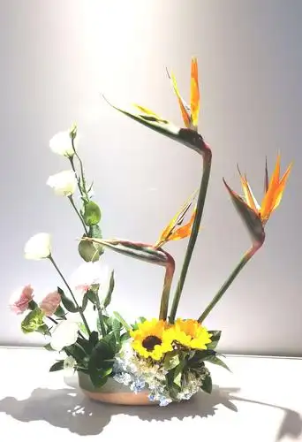 请欣赏鹤望兰,又称天堂鸟,极乐.鸟花,旅人蕉科草本植物.