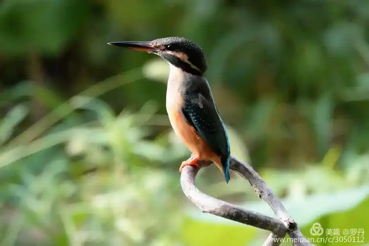 我的美篇(220)— 漂亮翠鸟