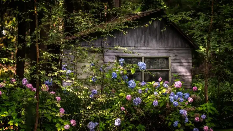 壁纸 木屋,森林,绣球花 5120x2880 uhd 5k 高清壁纸, 图片, 照片