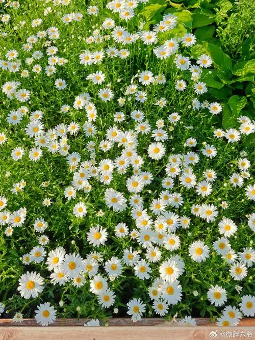 追不过来 自从去年领略了凉水河公园的"日系"雏菊花海之后念念不忘