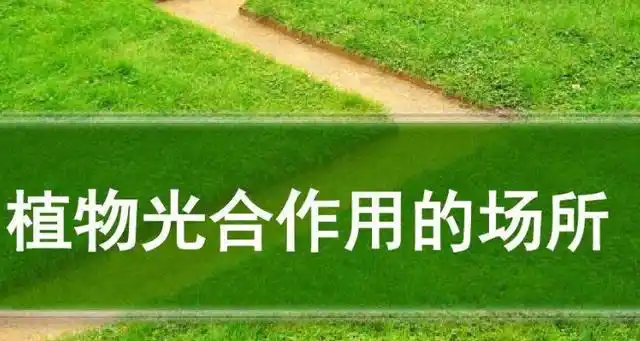 光合作用的场所