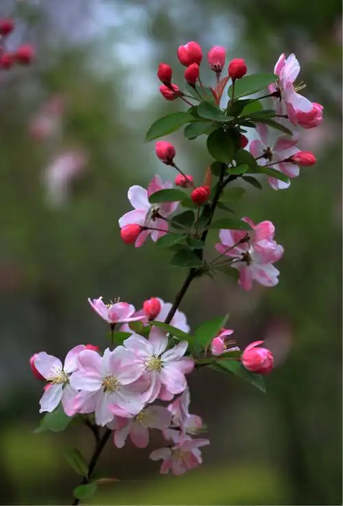 《新春第一篇》富贵海棠贺新春