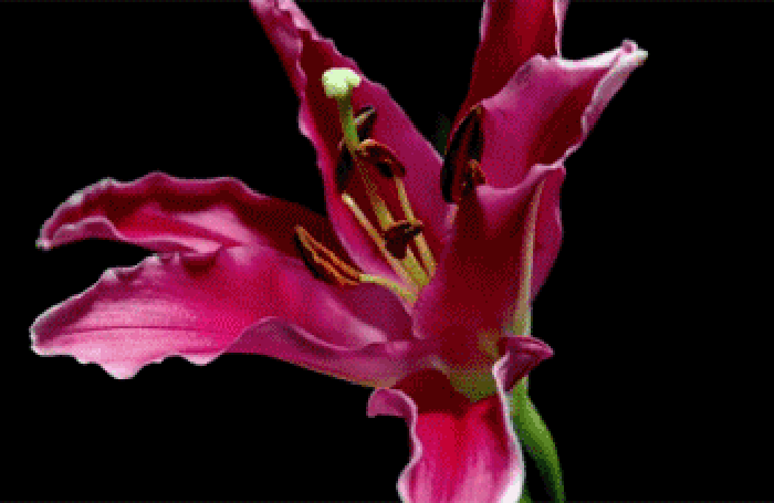 玫瑰花gif绽放gif唯美gif寂静gif大自然gif春日时光gif花开时节gif