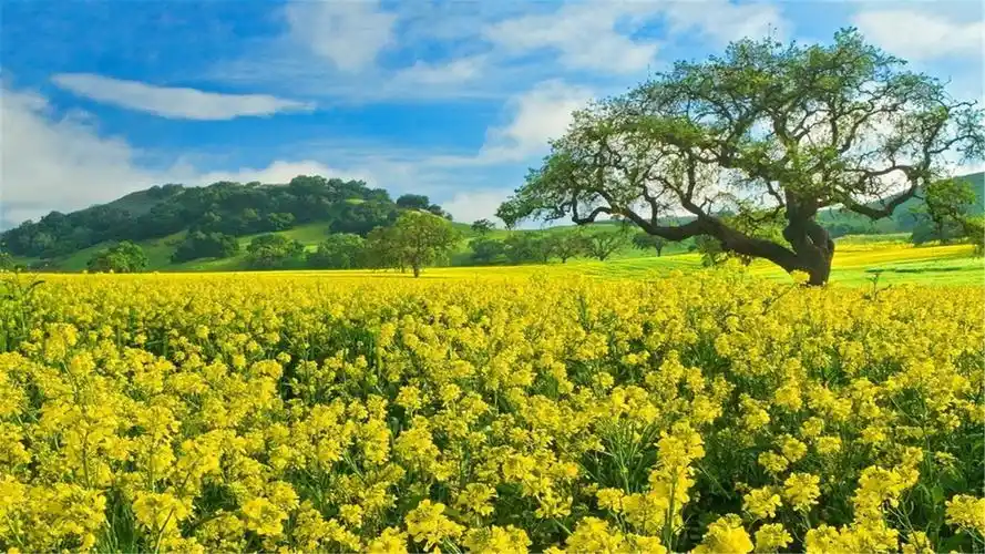 82张护眼电脑桌面壁纸,超多超全,唯美漂亮