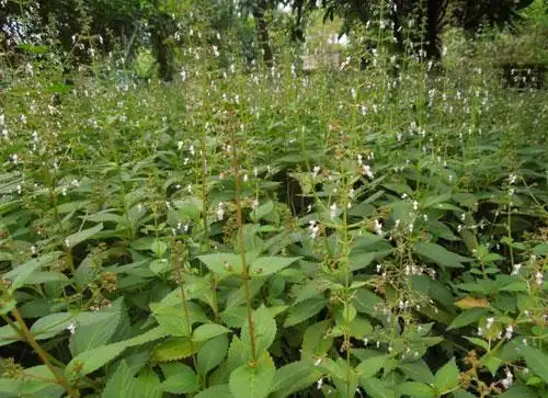 香茶菜(蛇总管,山薄荷,蛇通管,小叶蛇总管,母猪花头,盘龙七)