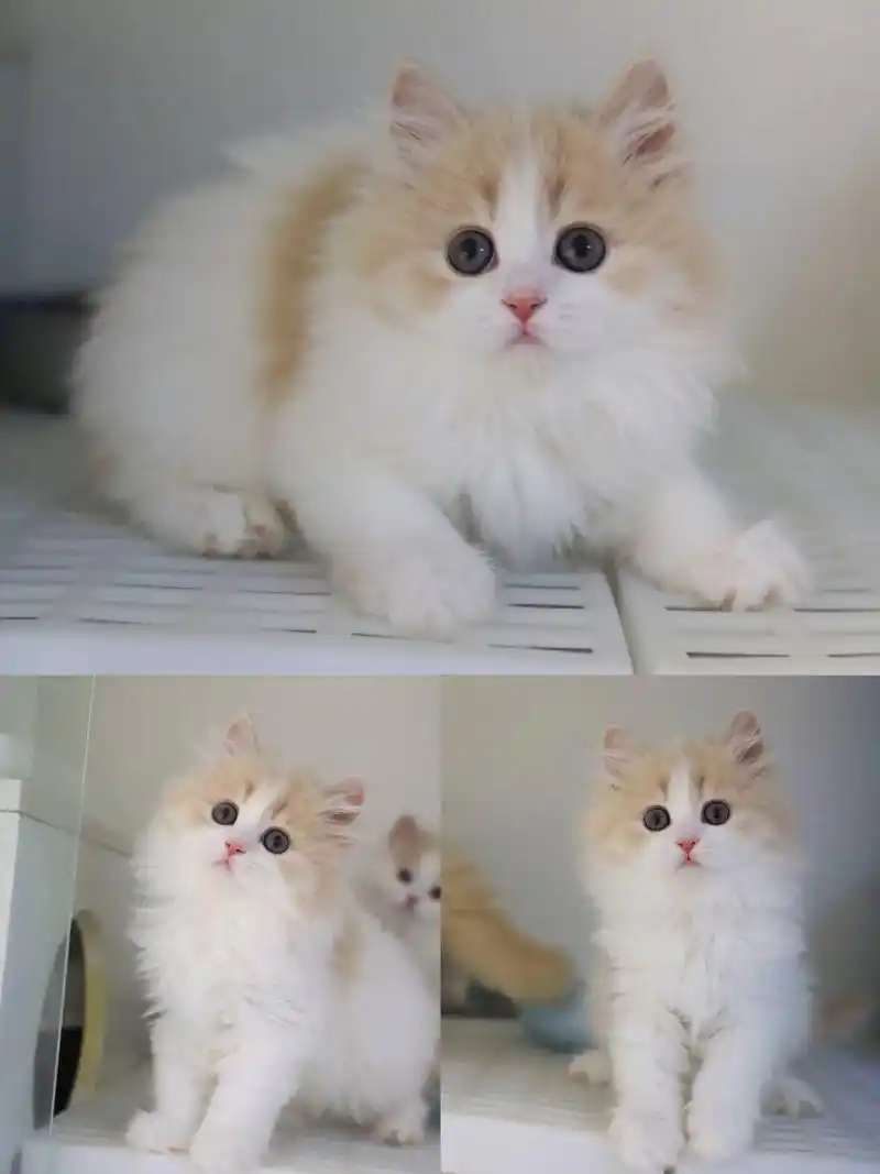 英短乳白|温柔的奶茶色猫猫|广州猫舍.2-3个月的小猫咪经 - 抖音