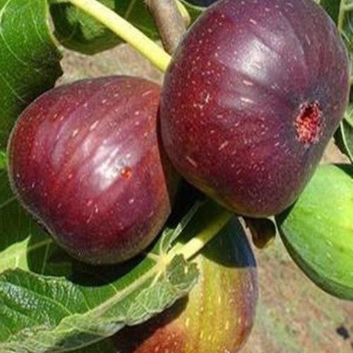 全新波姬红无花果树大果红皮成熟紫皮盆栽地栽南北方种植当年挂果