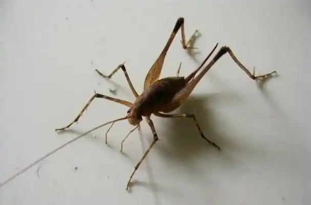 属于直翅目穴螽科.此昆虫一年四季都可以见到.