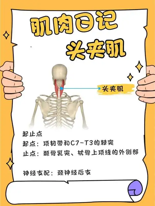 肌肉日记之头夹肌