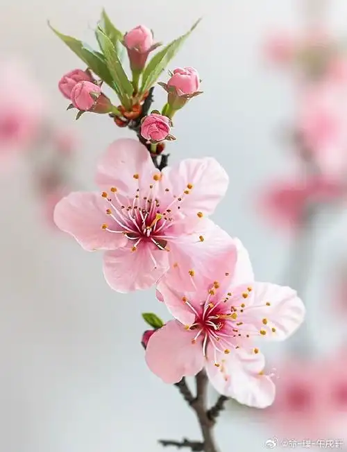 壁纸 花 桌面 690_900 竖版 竖屏 手机