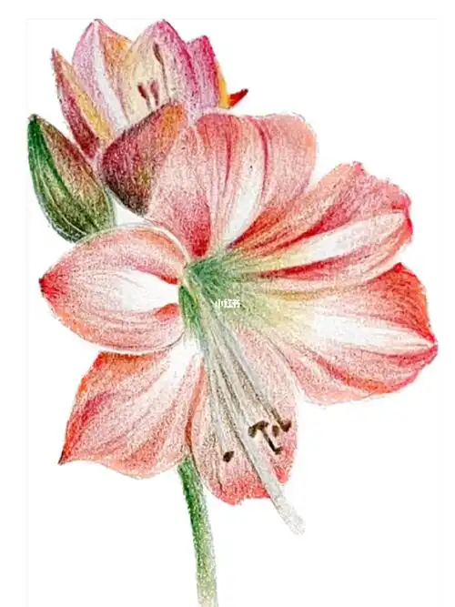 彩铅画花卉附详细步骤图色号