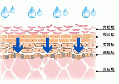 丢失的水分每天在240ml～480ml左右,如果角质层受损或者全部丧失的话