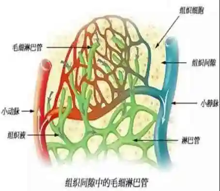 乳糜管→肠系膜淋巴管→乳糜池→胸导管→上腔左静脉角→上腔静脉