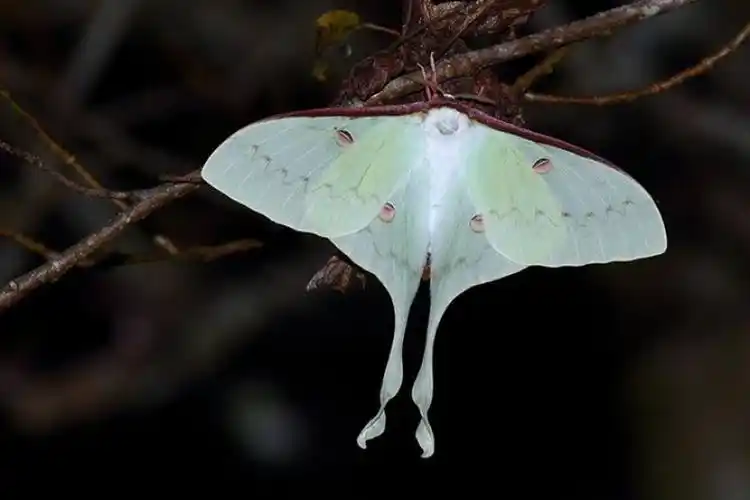 【动物】大雪山好邻居:姬长尾水青蛾