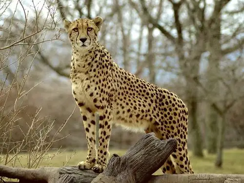 动物摄影,猎豹,食肉动物 壁纸 | 1600x1200 壁纸下载 | hk.best-wallp