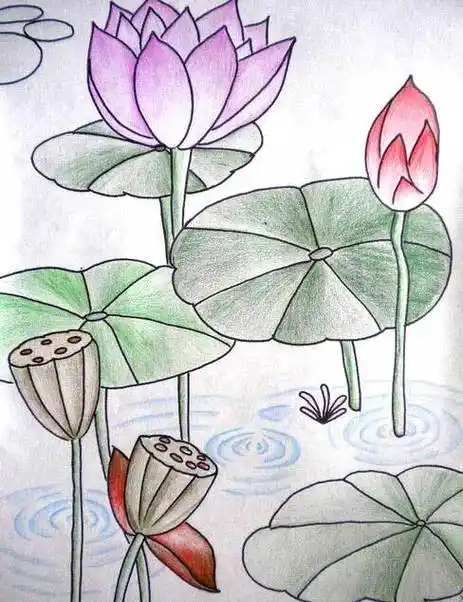 漂亮的荷花池儿童简笔画荷花蜡笔画图片--简笔画大全夏天池塘荷花简笔