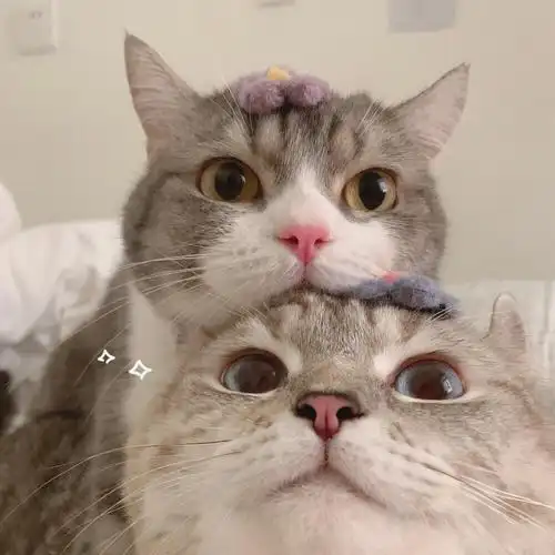 沙雕可爱 情侣头像