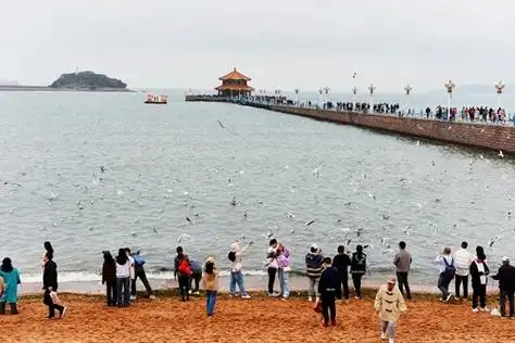 青岛栈桥开启赏鸥模式