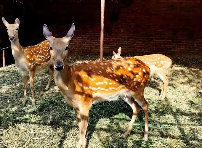 梅花鹿冬天没有斑点的原因,为什么夏天才能看见?_百科-8s新商盟