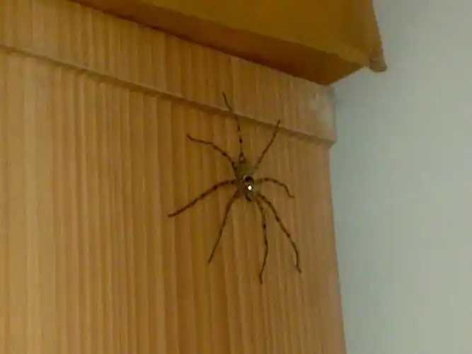 有谁知道这是什么蜘蛛啊?有毒么?怎么赶走?