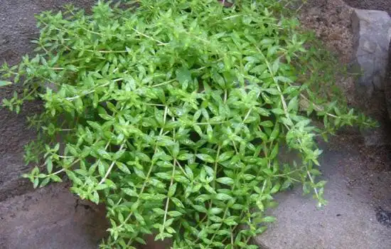 皮肤瘙痒用什么草药洗 这些田间杂草竟是治皮肤瘙痒的神药