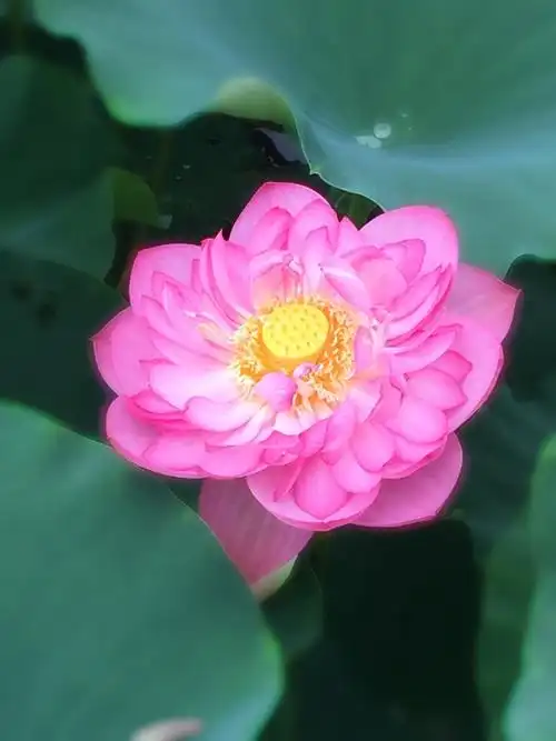 六月的荷花初露尖尖角