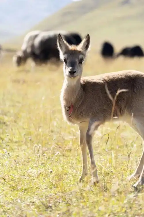 不再孤单的小羚羊