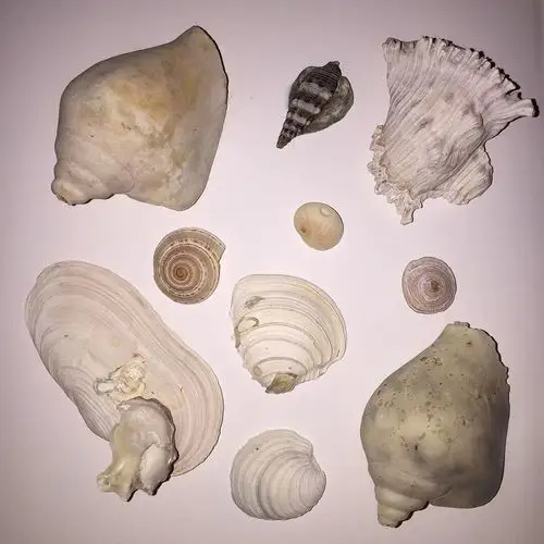 贝壳合集浪漫的其中一种