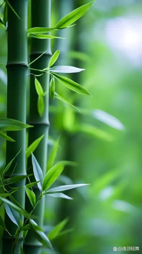 护眼壁纸|治愈系竹林分享大家