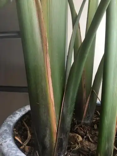 求助天堂鸟这样了有办法补救吗急急急