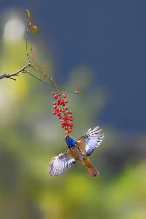 视觉中国2020年12月佳作推荐