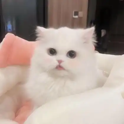 网红可爱猫咪头像