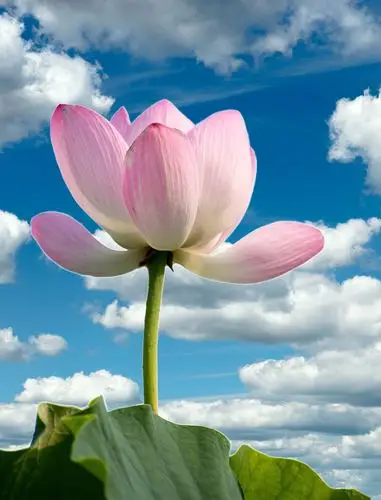 来生愿做一朵莲